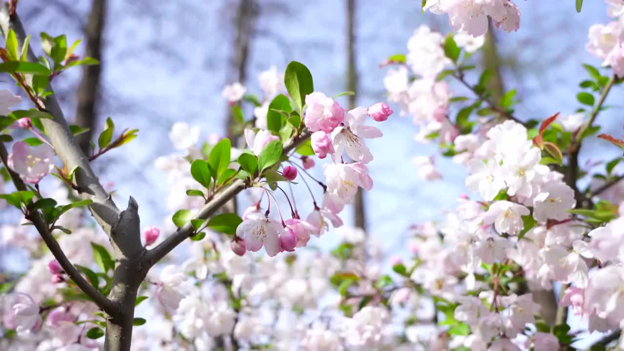 春天晴朗天气南京莫愁湖公园景区的海棠花盛开绽放视频素材