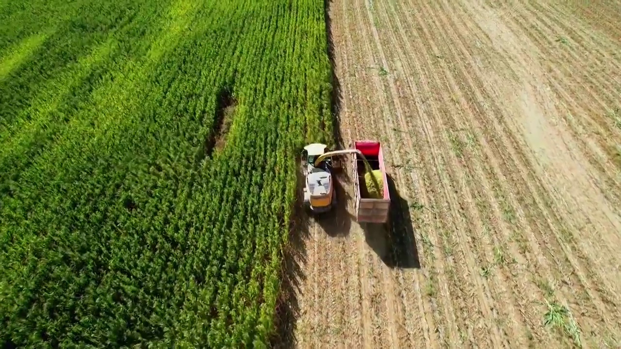 内蒙古呼和浩特市秋天里收割机收割用于青贮的玉米作业航拍视频素材