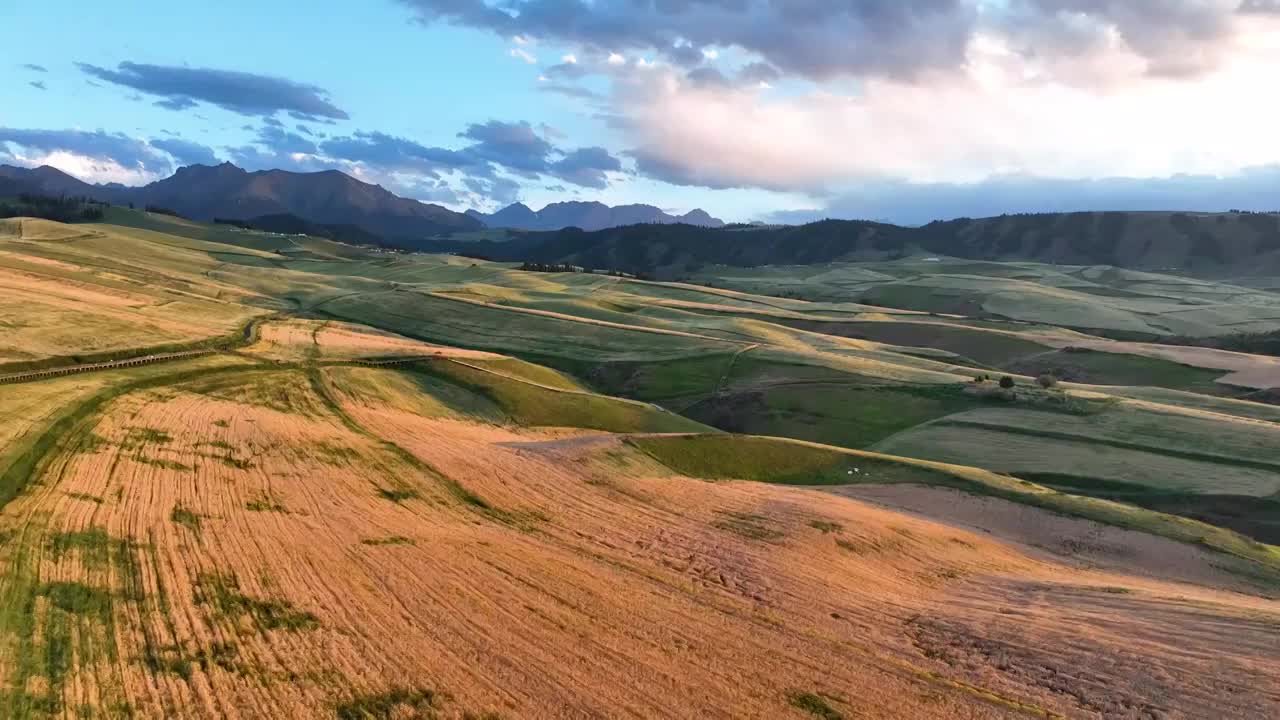 航拍新疆昌吉地区江布拉克的麦田视频素材
