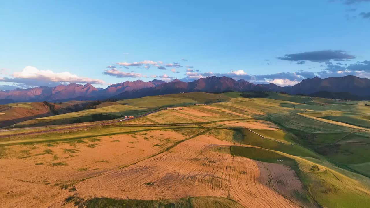 航拍新疆昌吉地区江布拉克的麦田视频素材