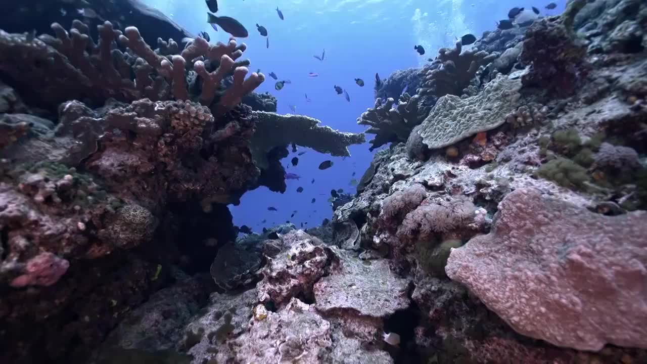 水下摄影海底世界珊瑚礁生态视频下载