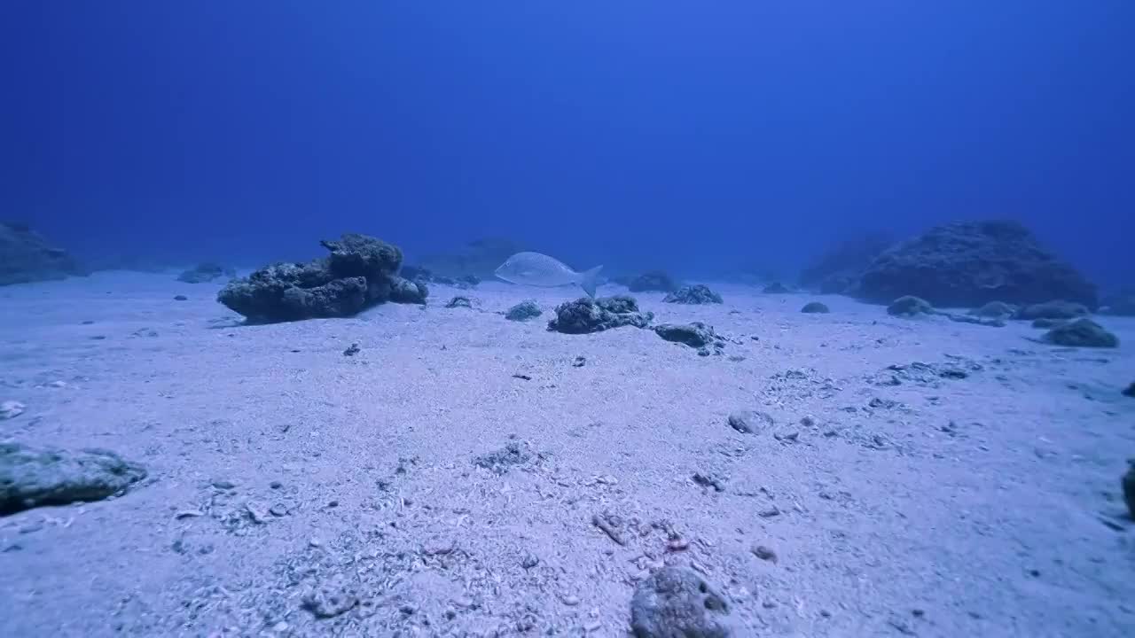 水下摄影海底世界珊瑚礁生态视频下载