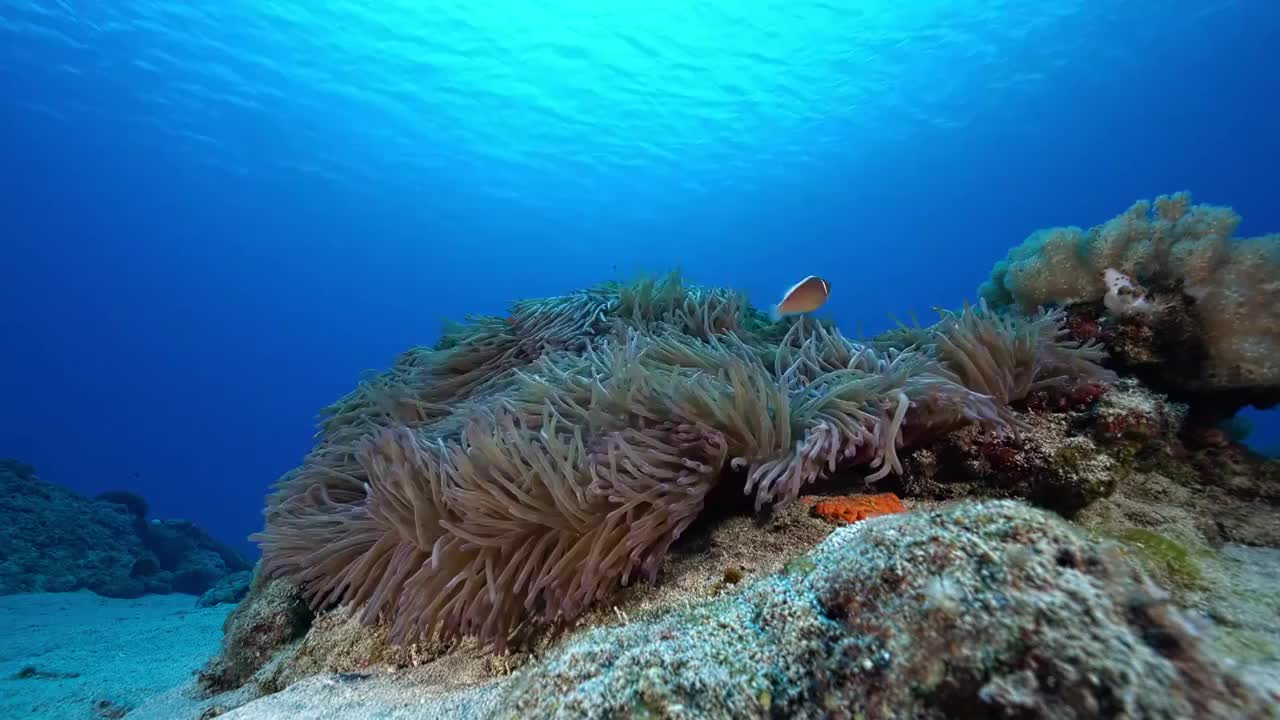 水下摄影神奇神秘的海底世界小丑鱼nemo视频素材