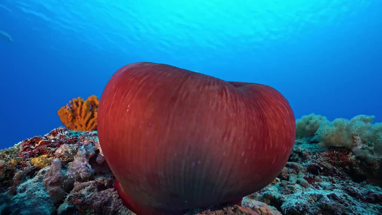 水下摄影神奇神秘的海底世界小丑鱼nemo视频下载