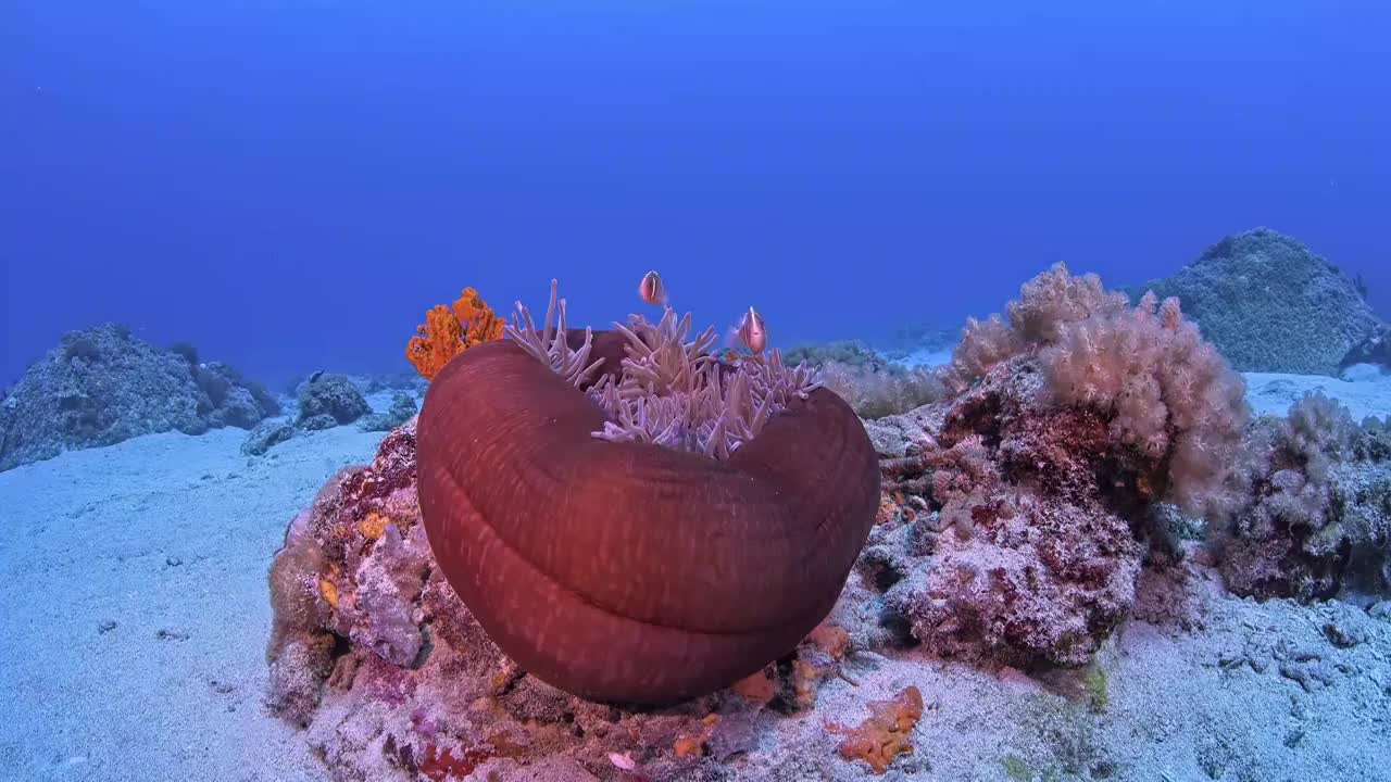 水下摄影神奇神秘的海底世界小丑鱼nemo视频下载