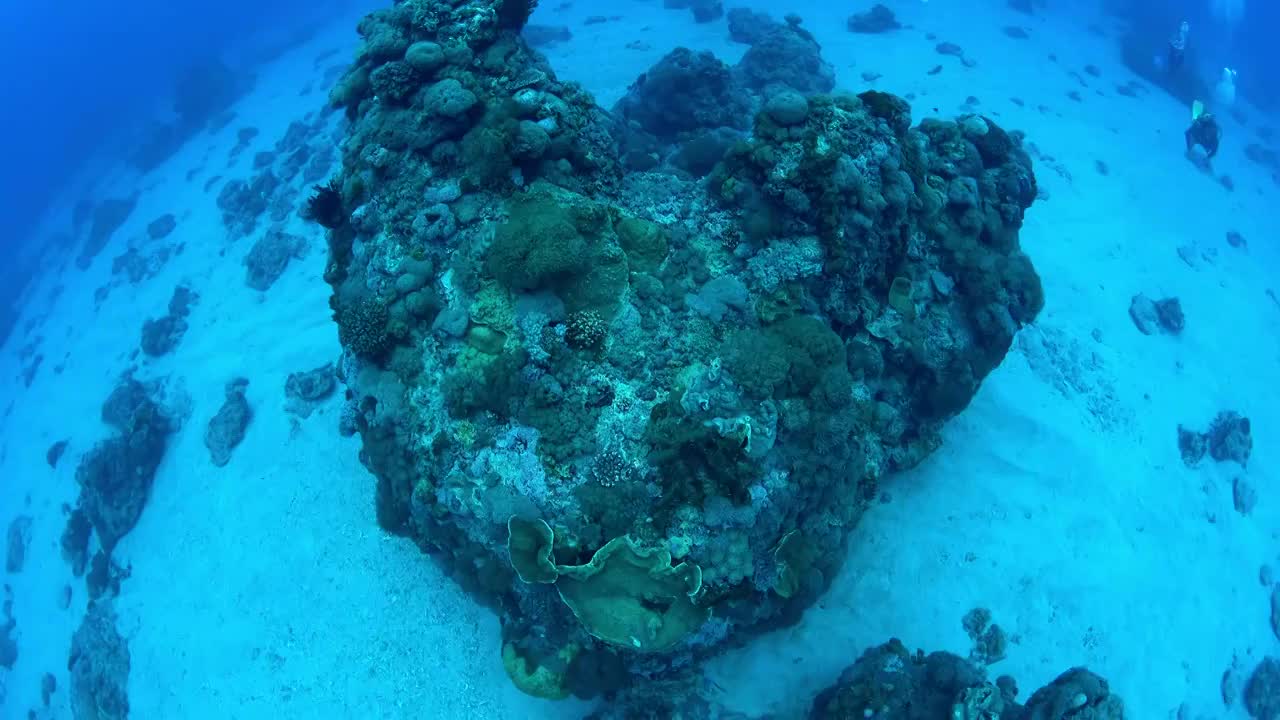 水下摄影海底世界珊瑚礁生态心形珊瑚礁视频下载
