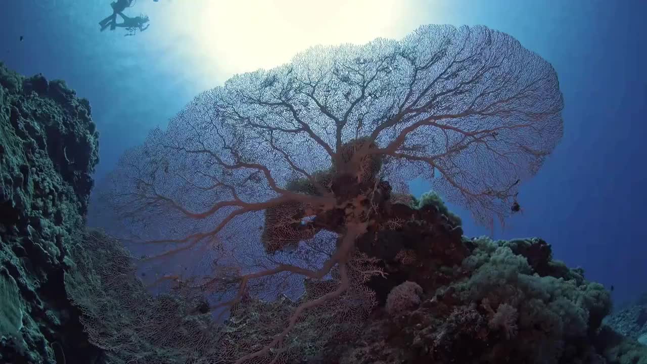 水下摄影海底世界珊瑚礁生态红珊瑚海扇视频下载