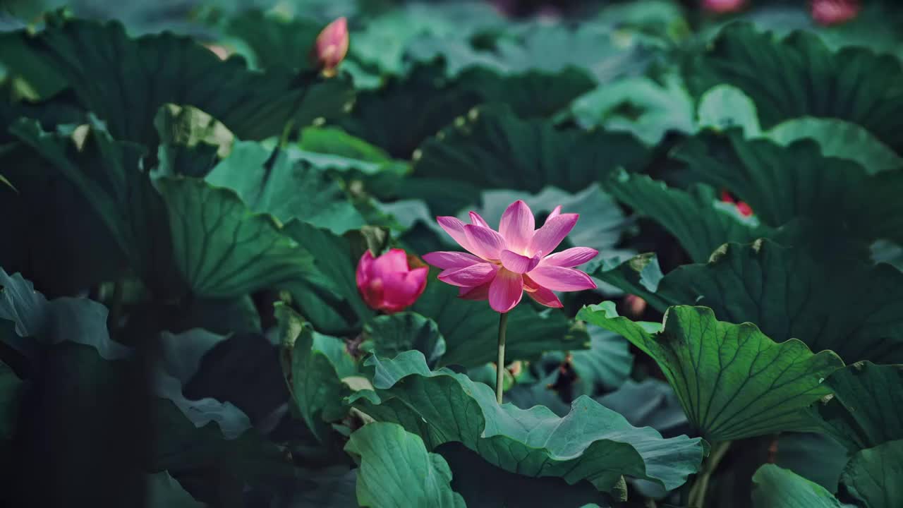 荷花池 荷塘月色 花 自然 叶子 荷花 植物 生长 自然美 特写 花瓣 粉色 清新 睡莲 荷花池视频素材