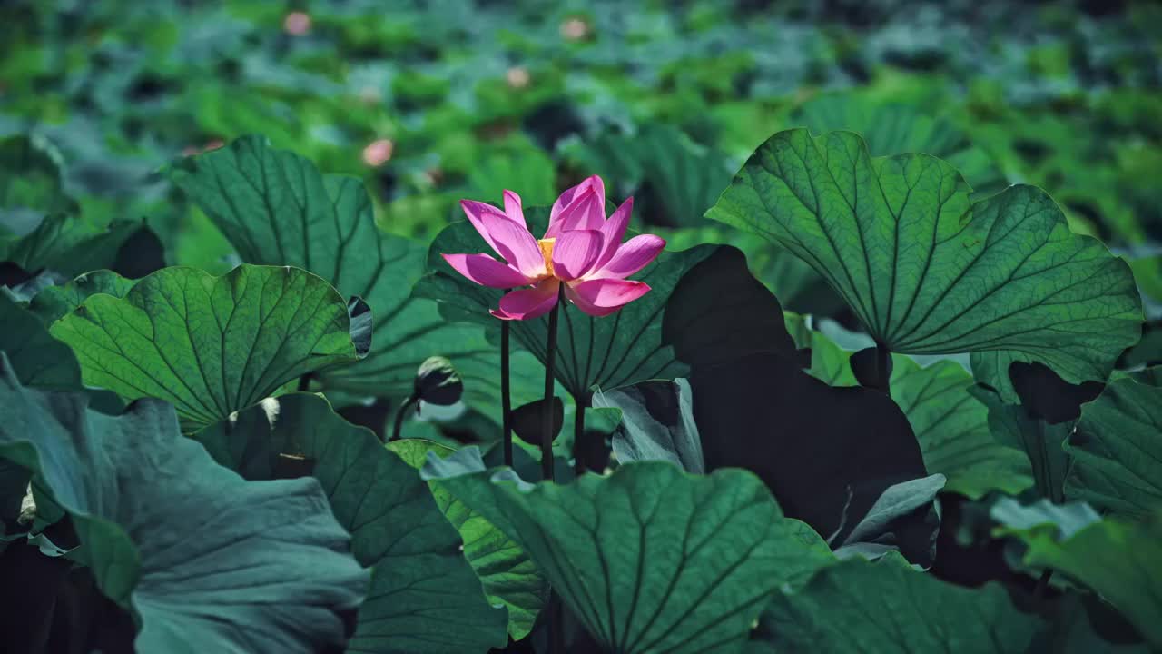 荷花池 荷塘月色 花 自然 叶子 荷花 植物 生长 自然美 特写 花瓣 粉色 清新 睡莲 荷花池视频素材