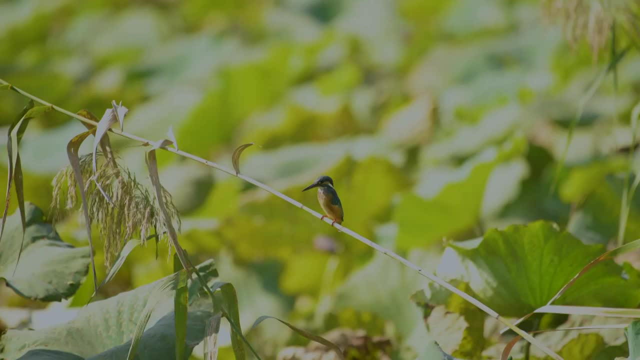 秋季荷塘里的翠鸟视频素材