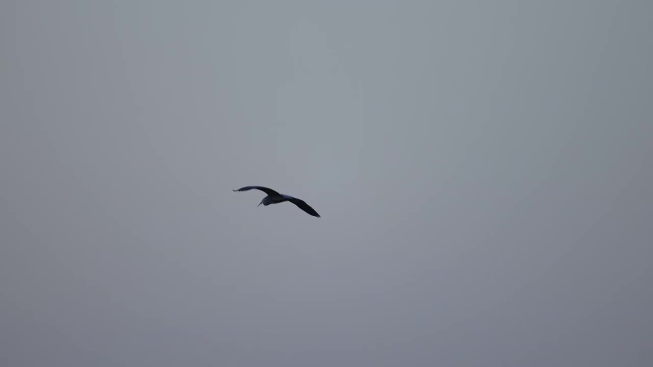 绿堤公园飞翔的白鹭视频下载