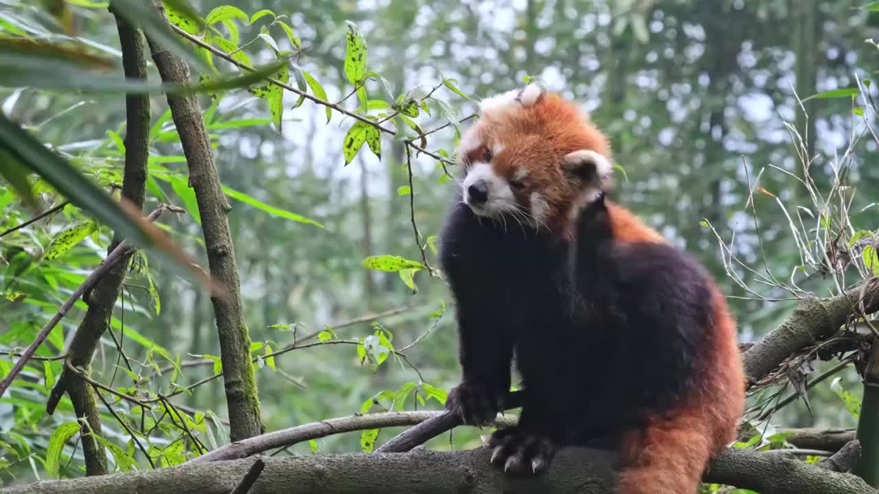 野生小熊猫野化训练树上的小熊猫视频下载