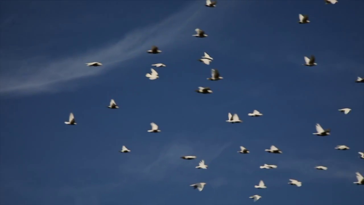 天空中飞翔的白鸽视频下载
