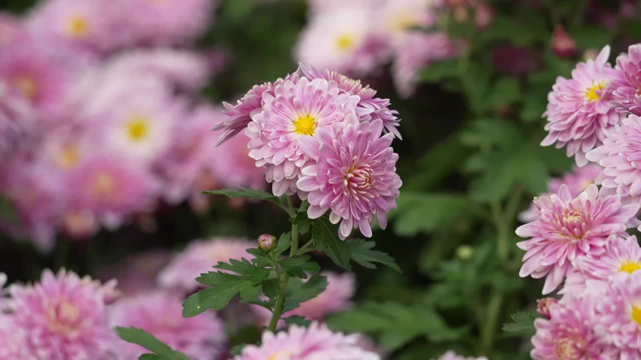 国家植物园菊花季视频下载