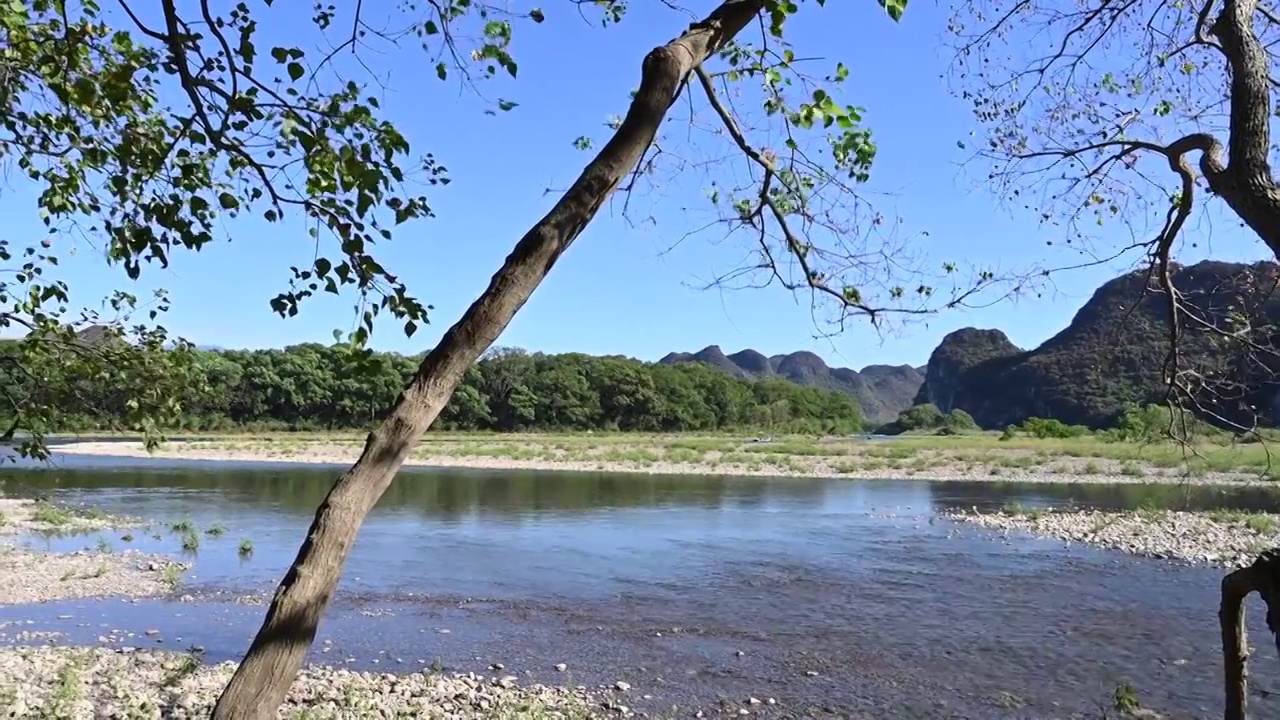 秋天阳光下透过岸边的乌桕树枝叶看漓江上的竹筏视频素材