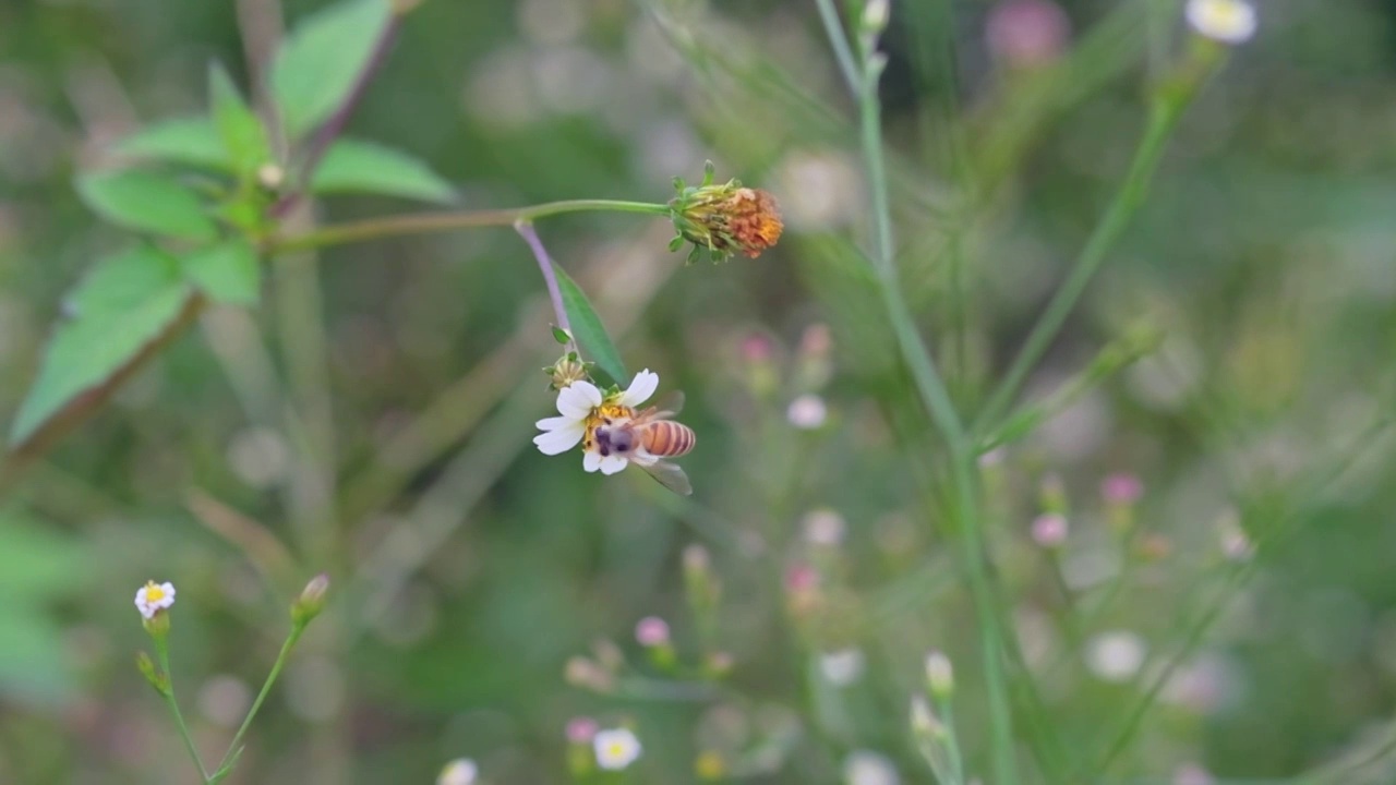 蜜蜂在野花从里采蜜慢镜头视频素材