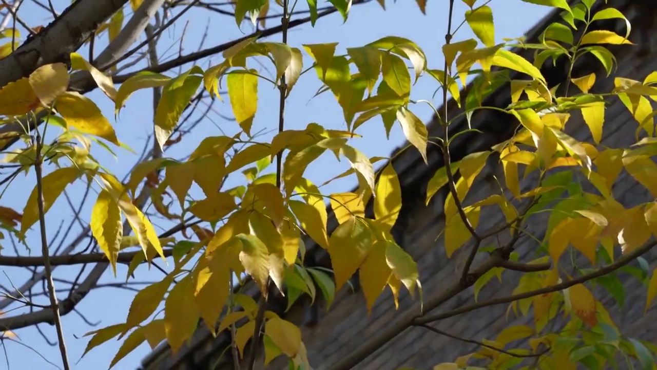 秋季金色的树叶树木视频素材