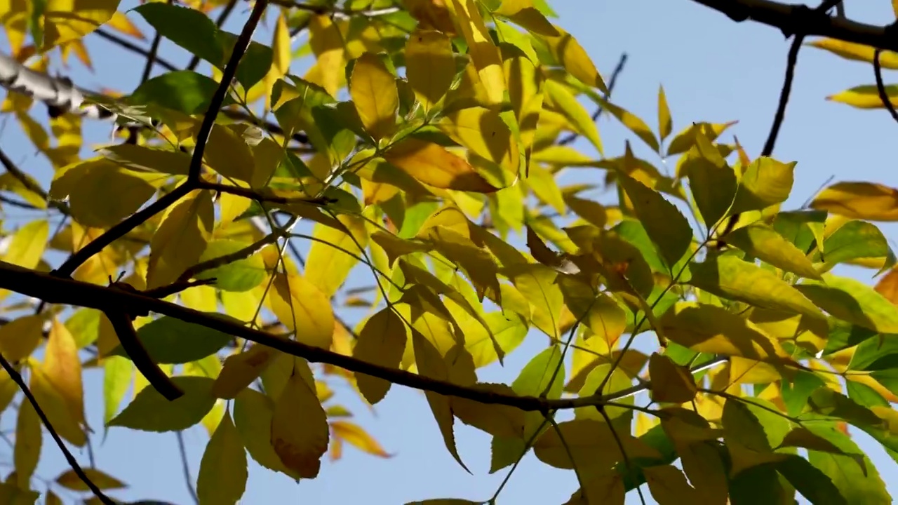 秋季金色的树叶树木视频素材