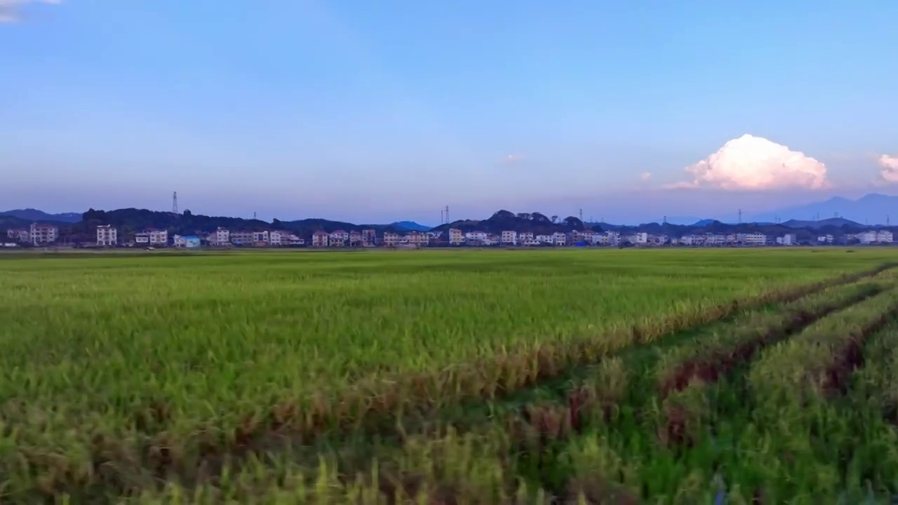 4K高清稻田稻穗丰收季航拍视频素材