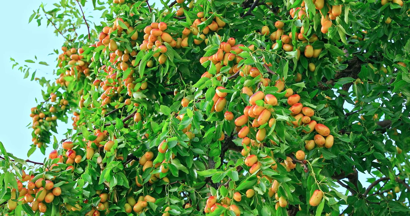 果园里枣树上成熟的枣子视频素材