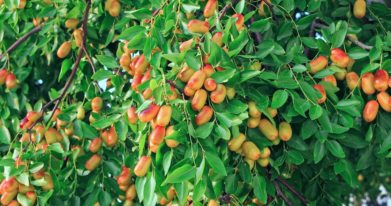 果园里枣树上成熟的枣子视频素材