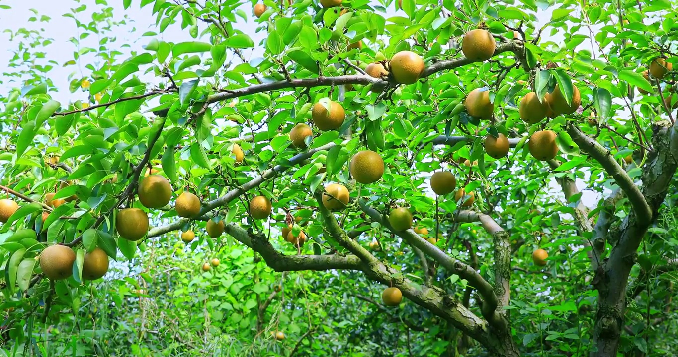 梨树上悬挂着的新鲜的梨果实视频素材