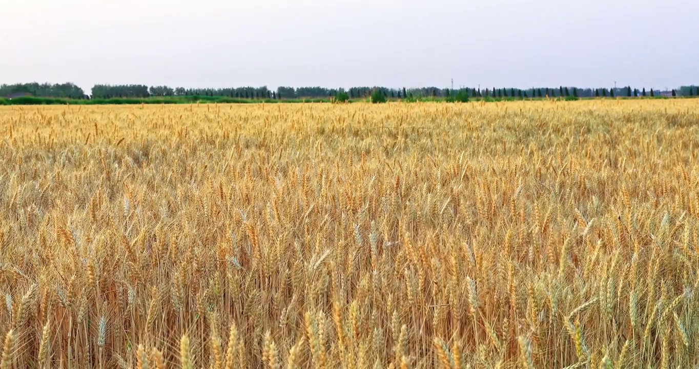 夏季田地里随风摇摆的成熟小麦视频素材