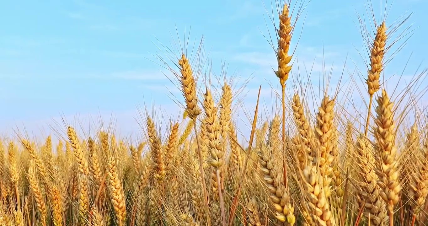 夏季田地里随风摇摆的成熟小麦视频下载