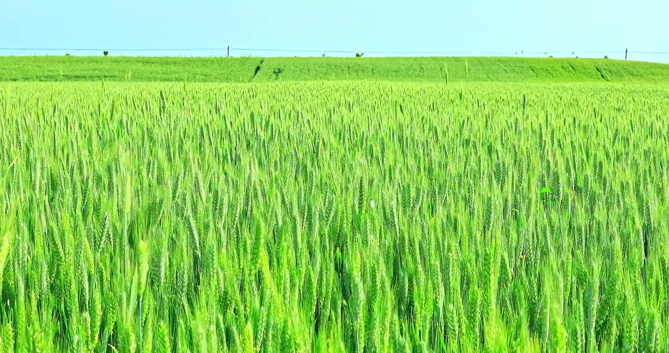 春季田地里随风摇摆的小麦视频下载