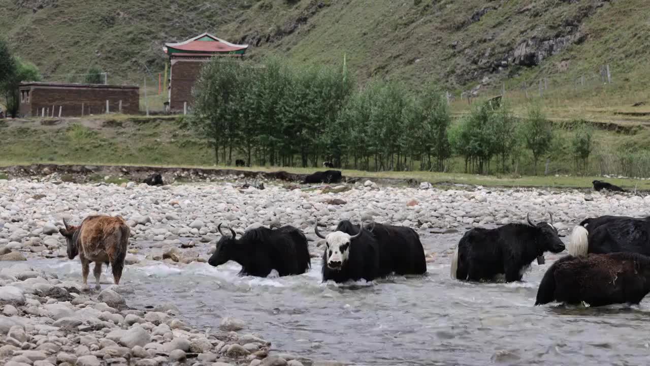 牦牛在水里视频素材