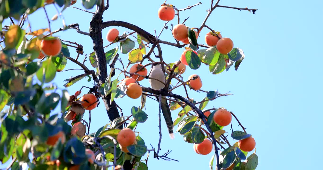 喜鹊在枝头吃柿子视频下载