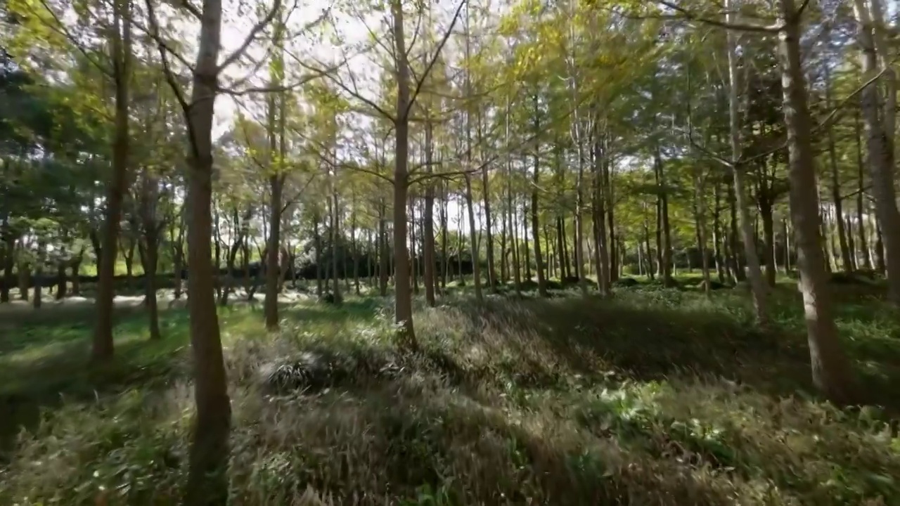 穿梭在公园树林中视频下载
