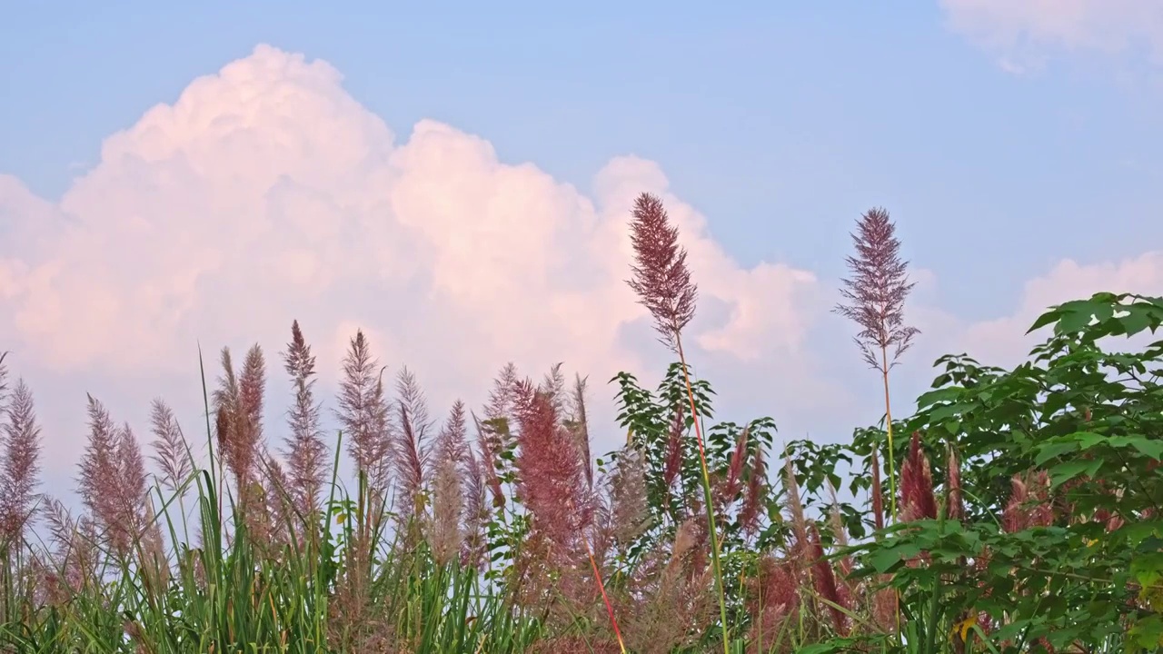 阳光下多云天气的野草芦苇分红色的随风摆动视频下载
