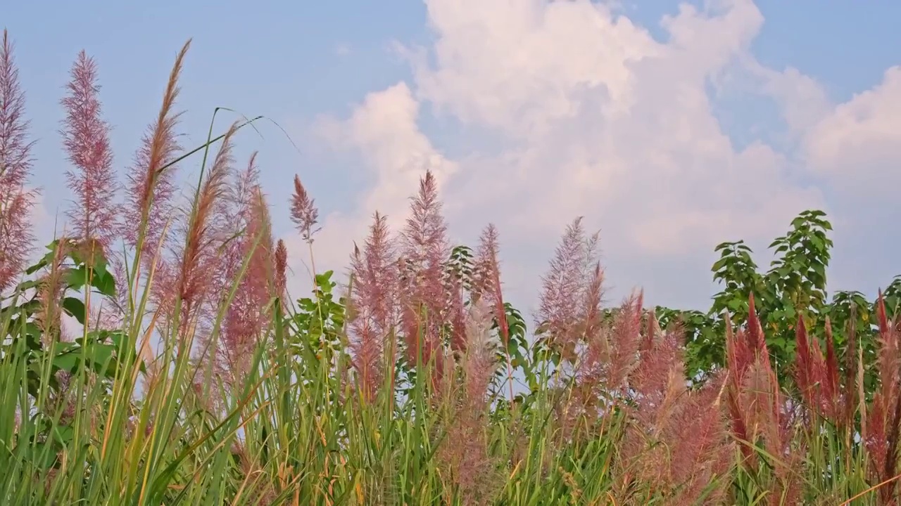阳光下多云天气的野草芦苇分红色的随风摆动视频素材
