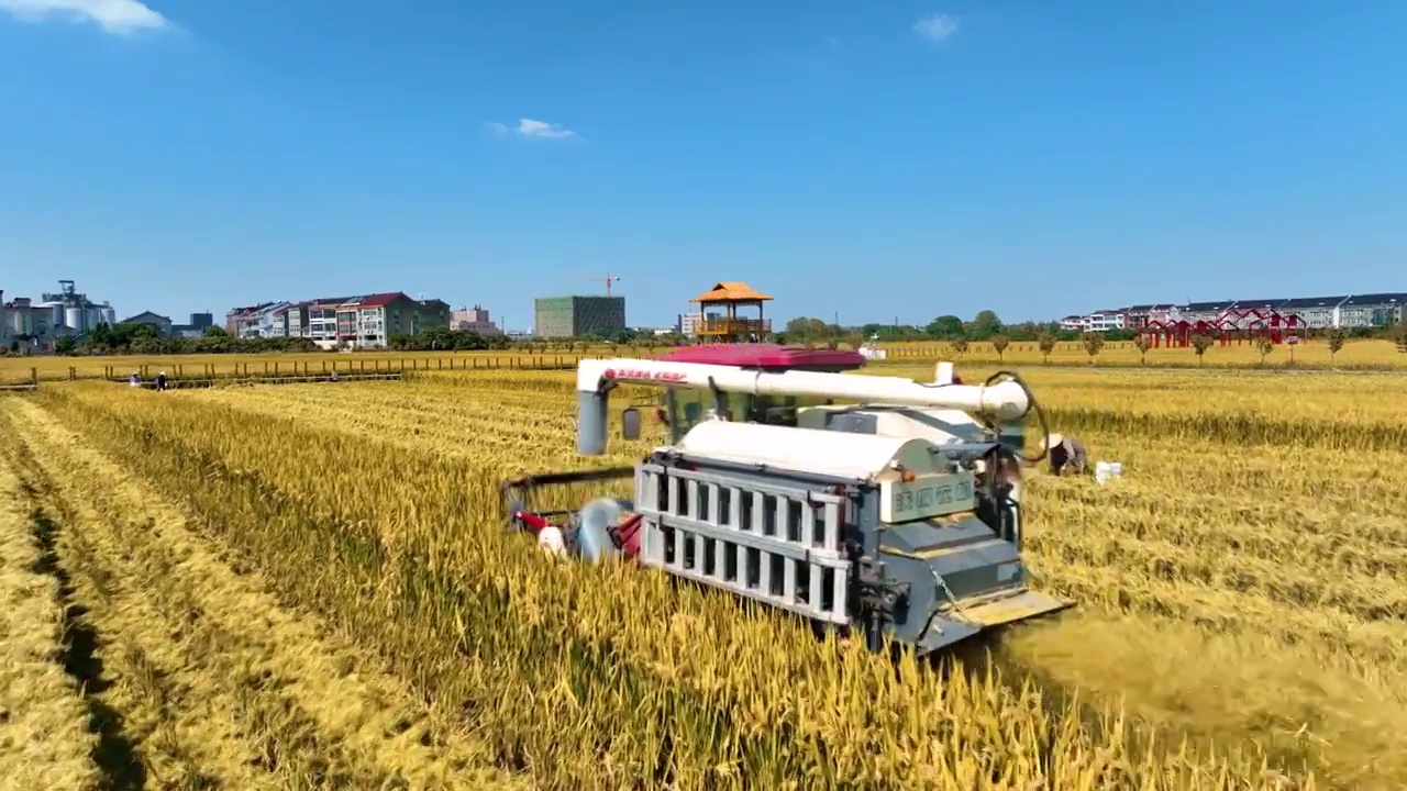 4K航拍秋天稻田里作业收割的收割机素材视频下载