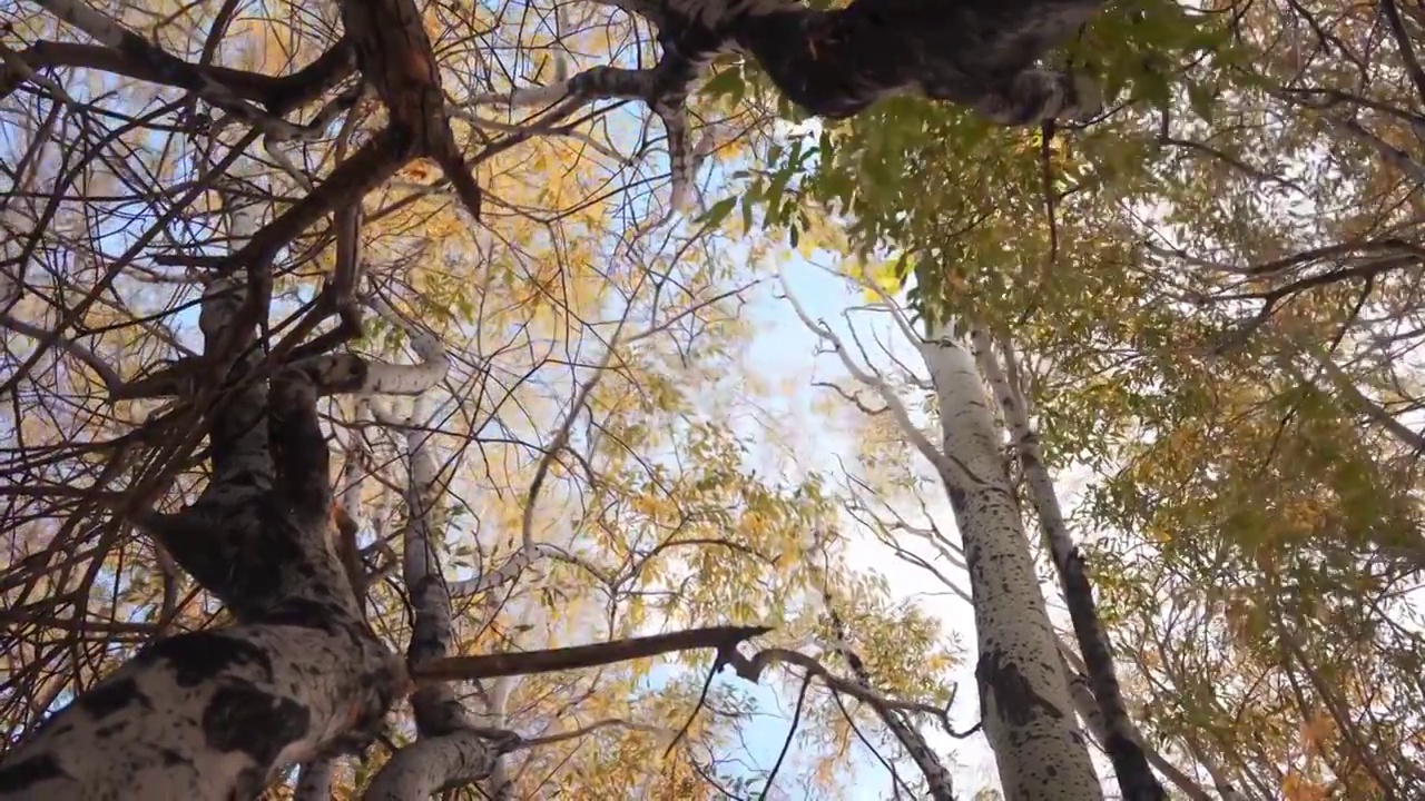 秋天仰拍树木唯美空镜（合集）视频素材