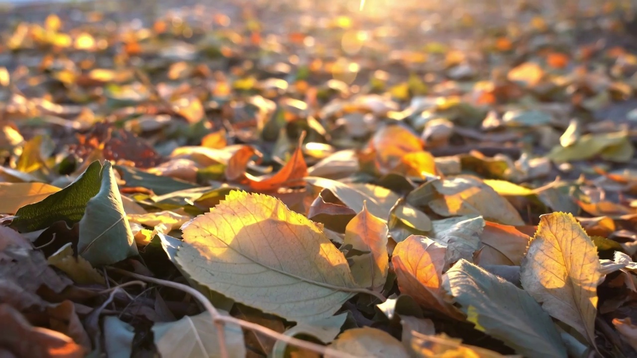 秋天阳光下的唯美落叶空镜（合集）视频素材