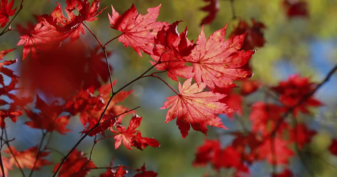 枫叶，东北的红叶，辽宁本溪的枫叶，本溪红叶，东北红叶，秋天的枫叶视频素材