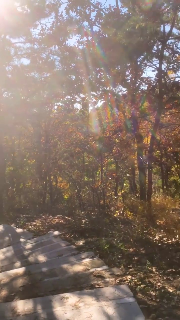 秋天撒满阳光的林间小路视频素材