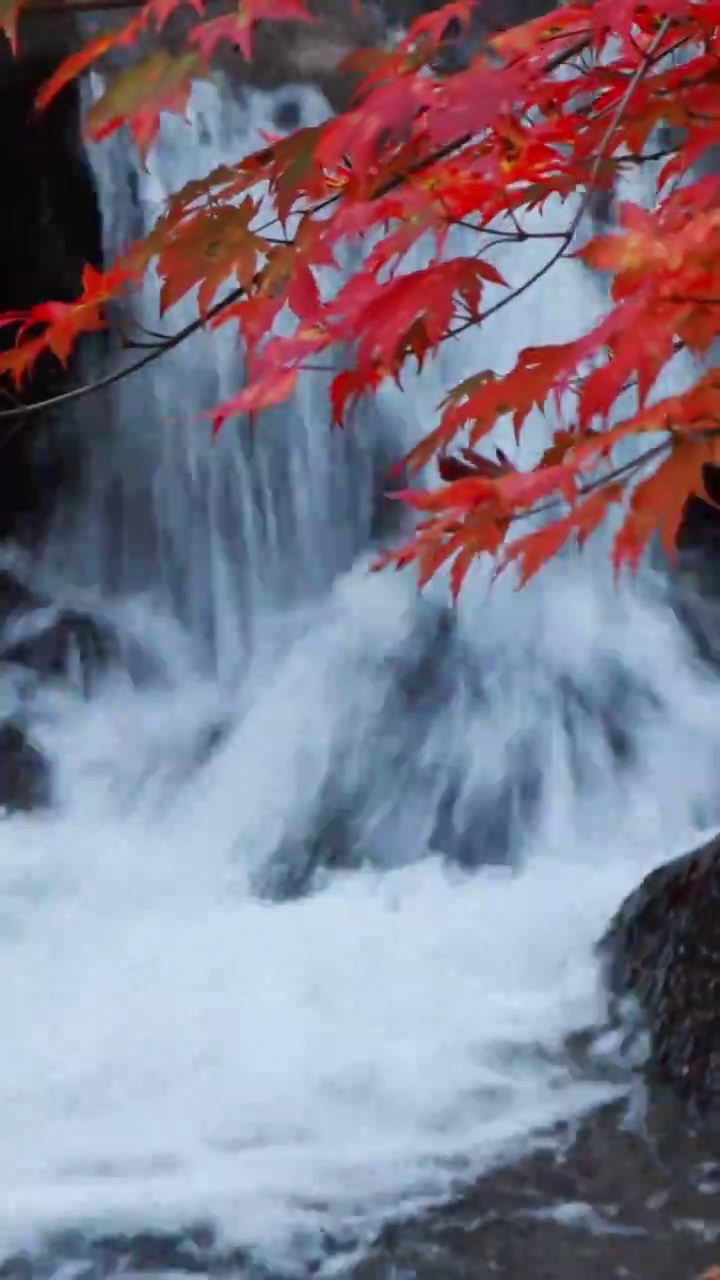 本溪红叶，本溪的枫叶，辽宁本溪大石湖景区，东北的红叶，东北的秋天视频素材
