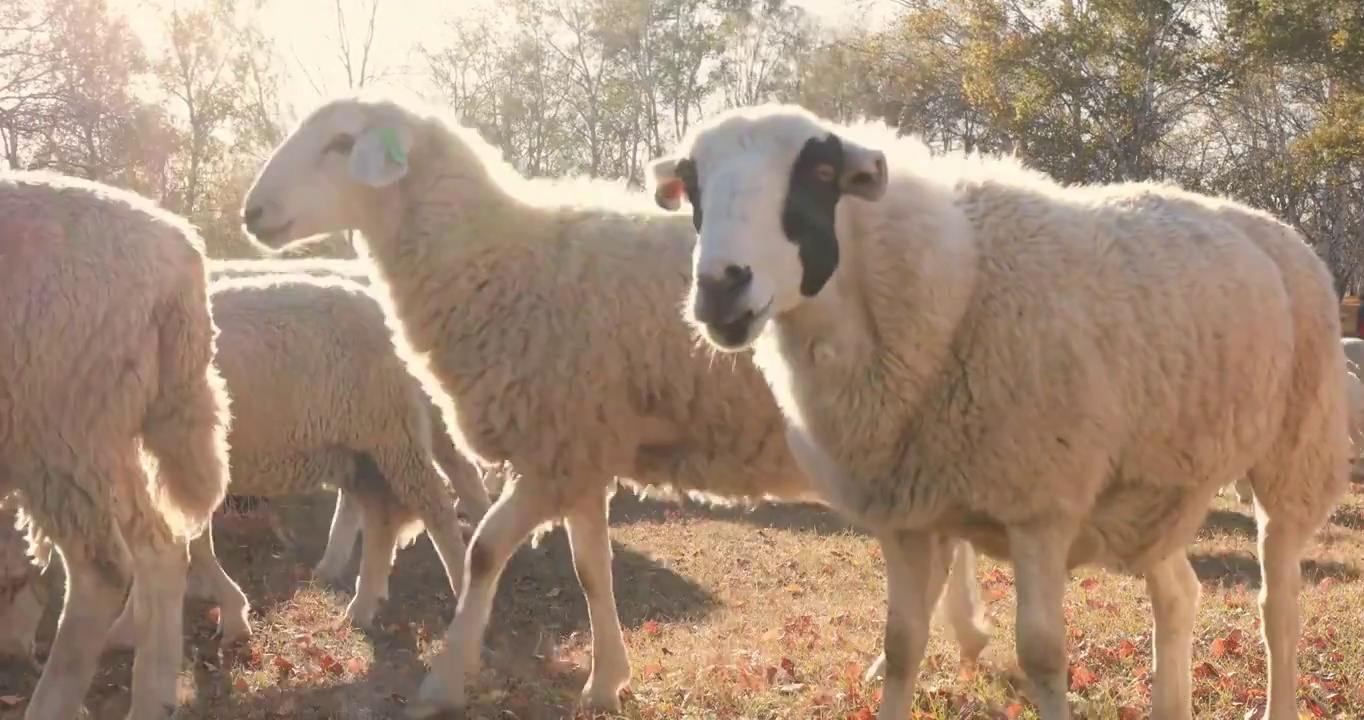 吃草的羊群，秋天草原上的羊群，乌兰布统草原的秋天，绵羊正在吃草视频下载