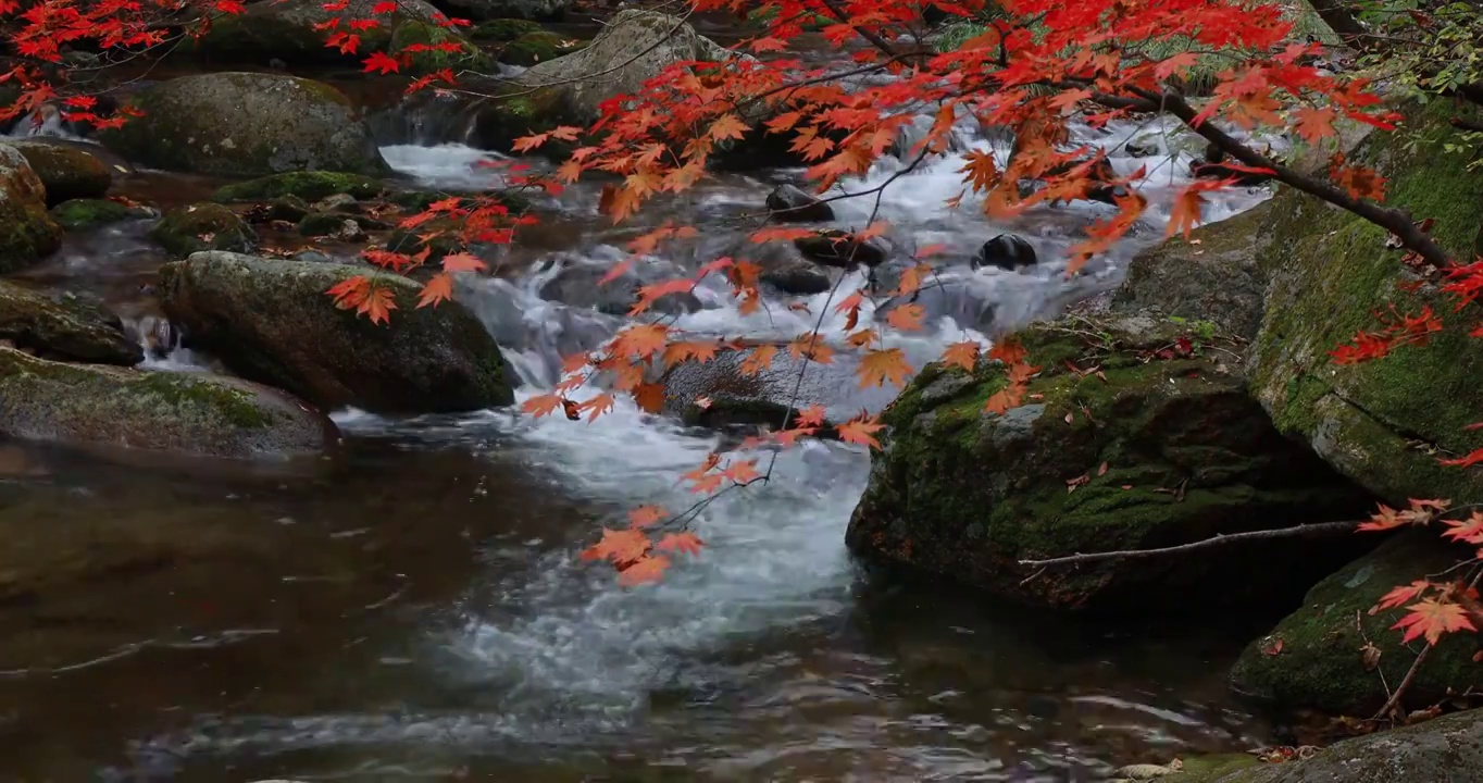 老边沟红叶，本溪老边沟枫叶，秋天的溪水与枫叶，东北的秋色，秋天的老边沟景区视频素材
