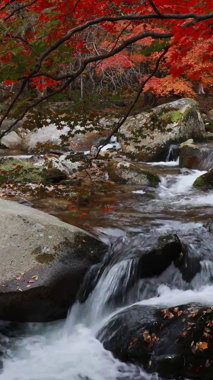 老边沟红叶，本溪老边沟枫叶，秋天的溪水与枫叶，东北的秋色，秋天的老边沟景区视频素材
