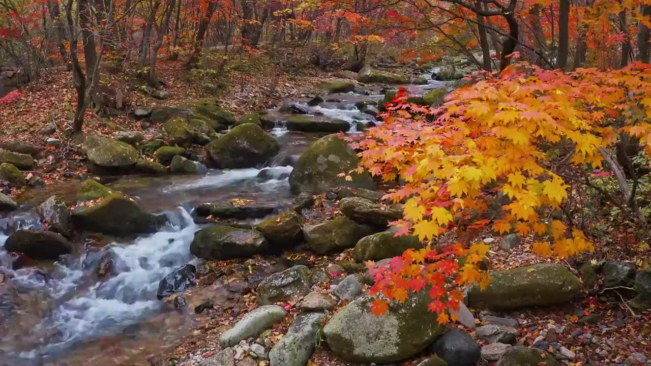 老边沟的秋天，老边沟的红叶与溪水，老边沟景区，东北的秋色，枫叶与流水视频素材