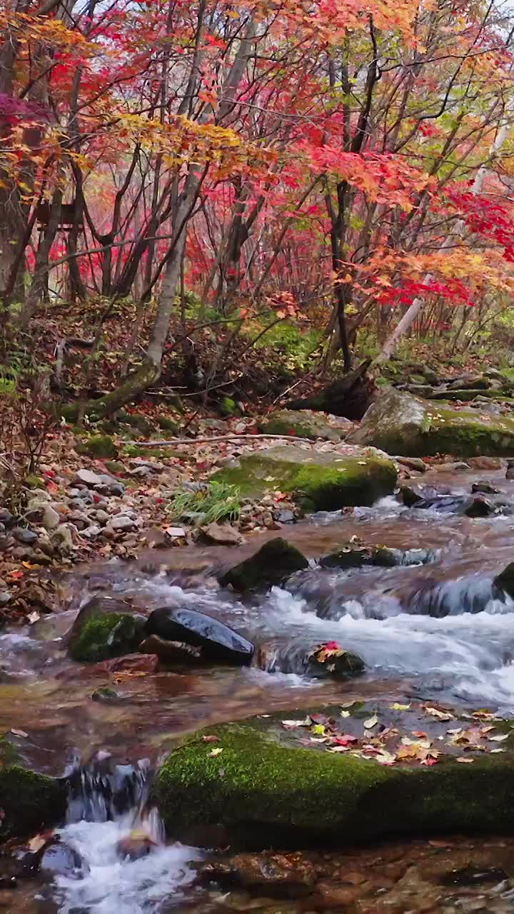 老边沟的秋天，老边沟的红叶与溪水，老边沟景区，东北的秋色，枫叶与流水视频素材