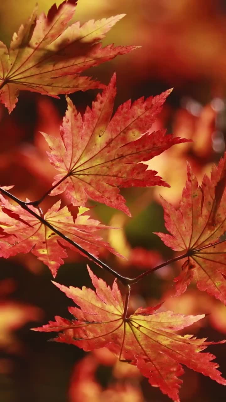 枫叶的特写，秋天的红叶，红色的树叶，一叶知秋，枫树的枫叶视频下载