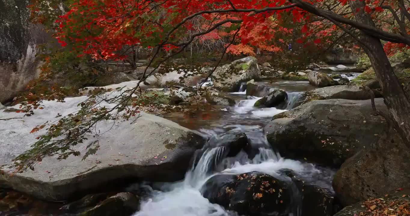 老边沟的秋天，枫叶与溪水，本溪老边沟，东北秋天，本溪枫叶，本溪秋色视频素材