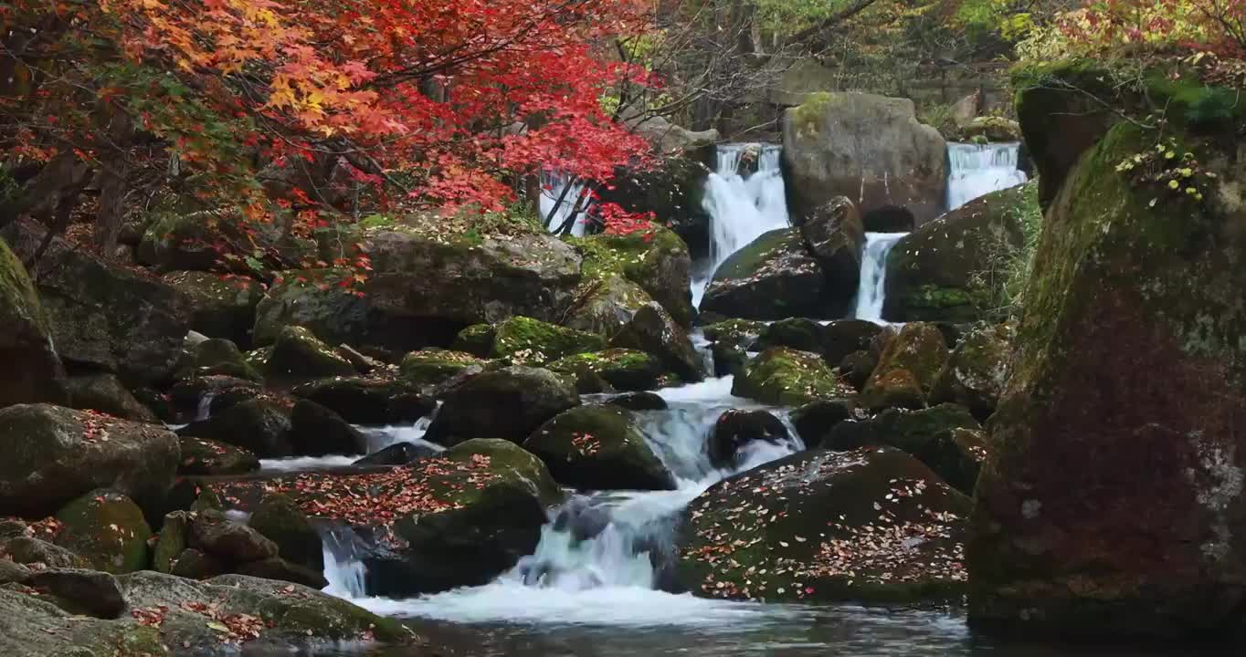 老边沟的秋天，枫叶与溪水，本溪老边沟，东北秋天，本溪枫叶，本溪秋色视频下载