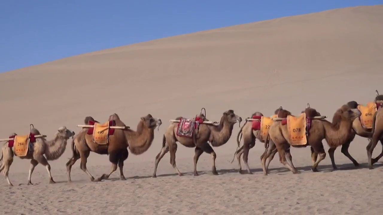 甘肃敦煌鸣沙山公园沙漠中行走的骆驼视频下载