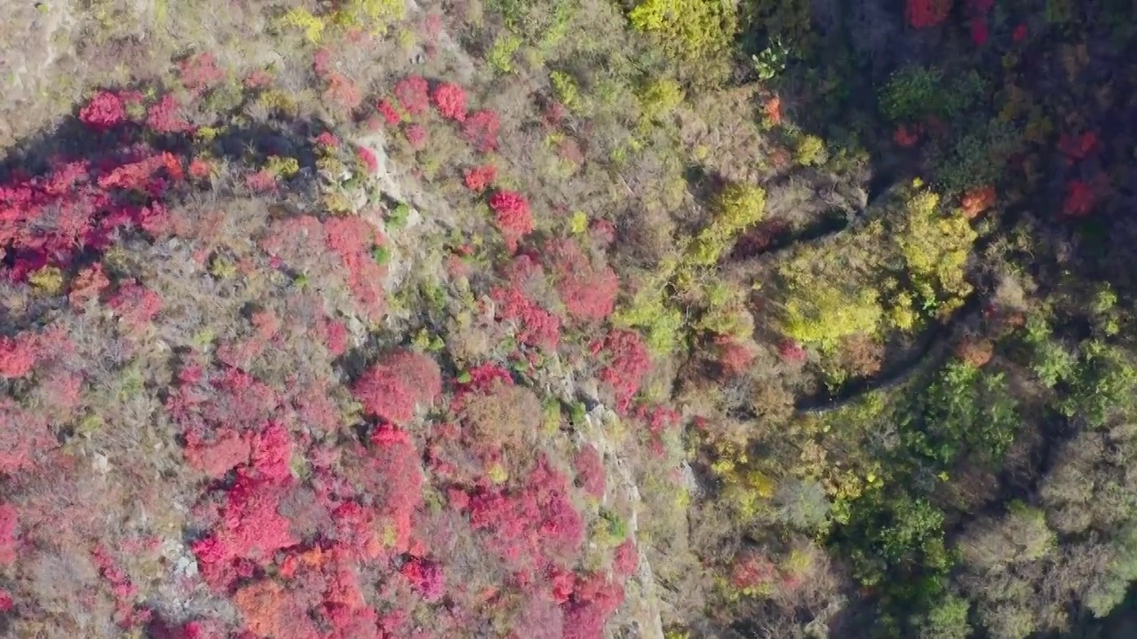 秋季山上的红叶航拍4K视频视频素材
